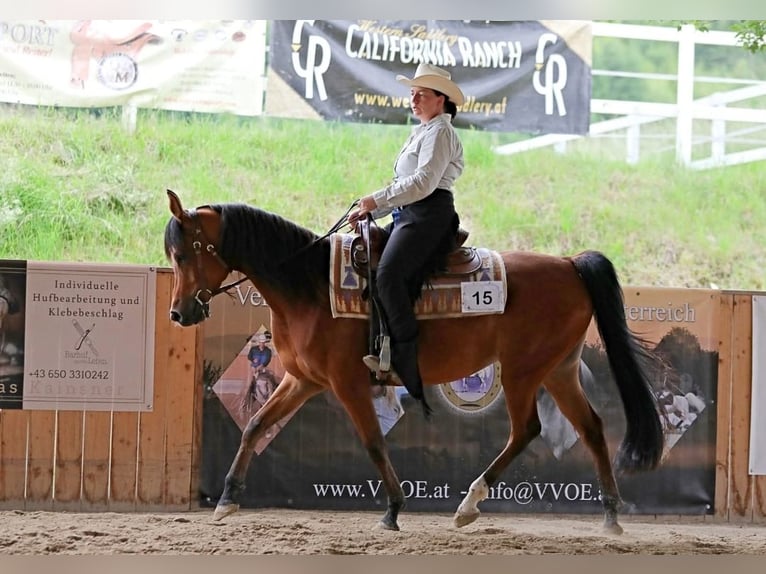 Pura Raza Árabe Yegua 6 años 152 cm Castaño in Pastetten