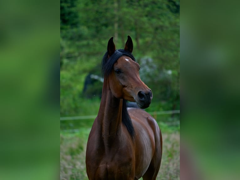 Pura Raza Árabe Yegua 6 años 152 cm Castaño oscuro in Reichshof