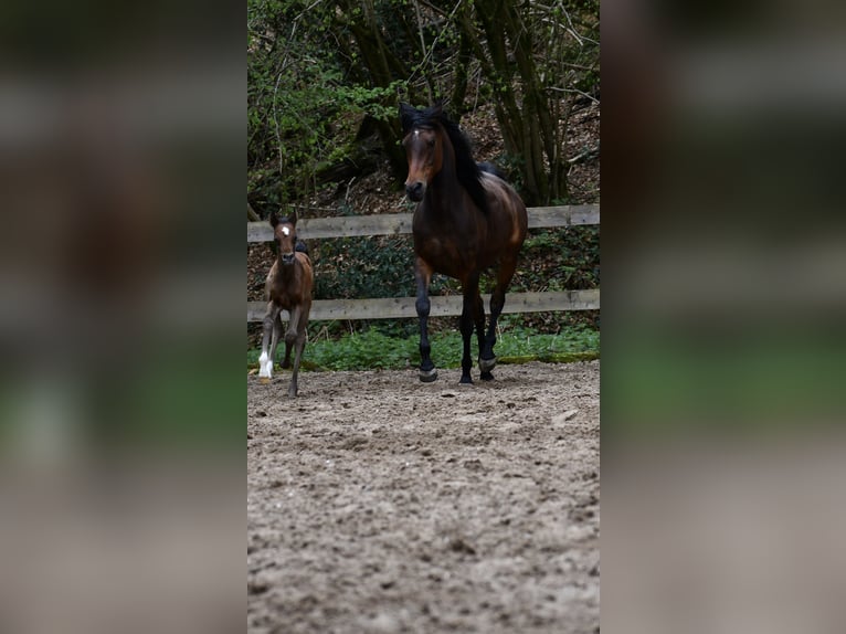 Pura Raza Árabe Yegua 6 años 152 cm Castaño oscuro in Reichshof
