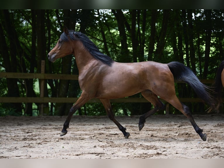 Pura Raza Árabe Yegua 6 años 152 cm Castaño oscuro in Reichshof