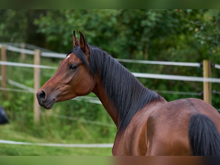 Pura Raza Árabe Yegua 6 años 152 cm Castaño oscuro in Reichshof