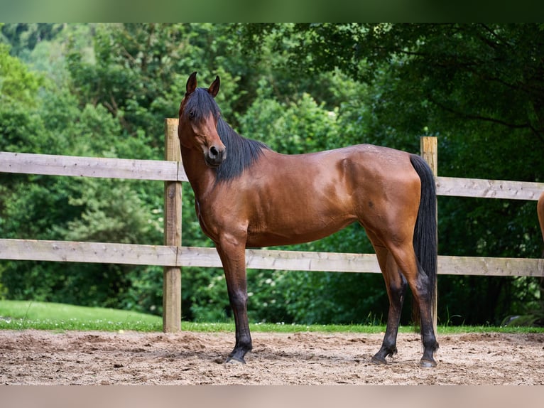 Pura Raza Árabe Yegua 6 años 152 cm Castaño oscuro in Reichshof
