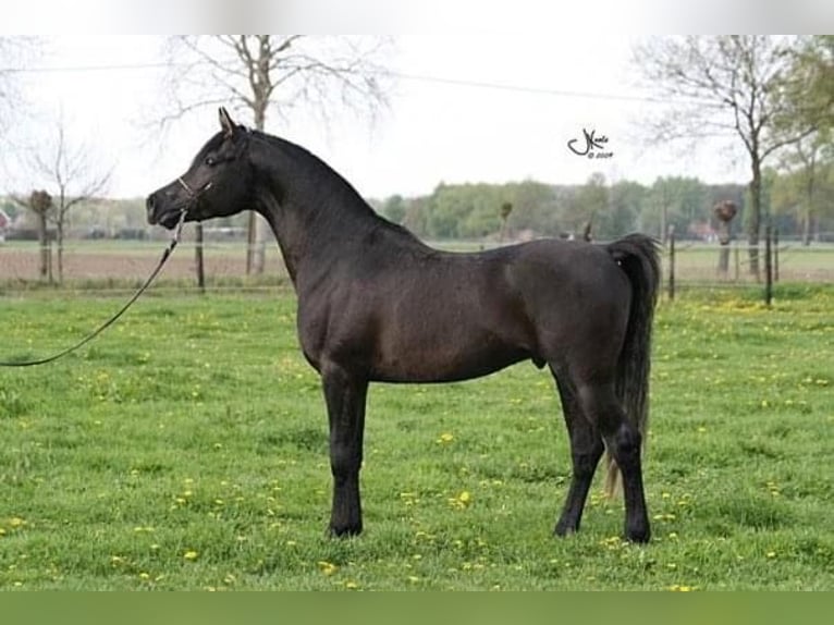 Pura Raza Árabe Yegua 6 años 153 cm Castaño in Wangerland