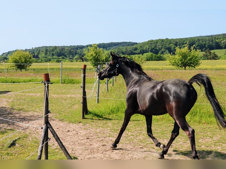 Pura Raza Árabe Yegua 6 años 153 cm Negro in Herzberg am Harz