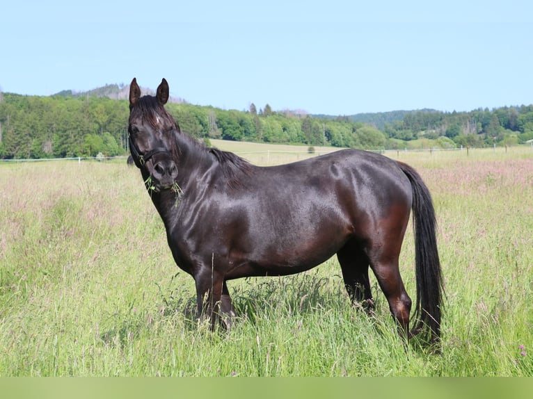 Pura Raza Árabe Yegua 6 años 153 cm Negro in Herzberg am Harz