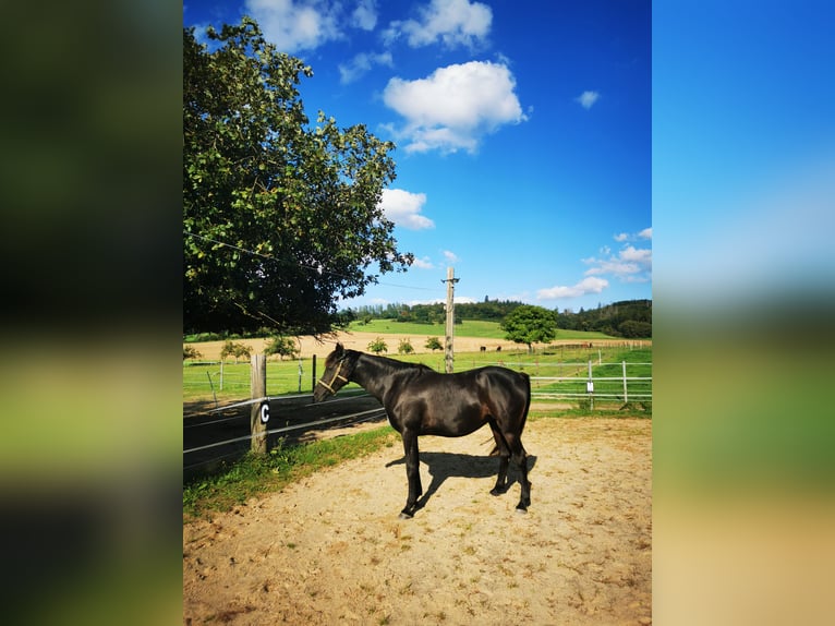 Pura Raza Árabe Yegua 6 años 153 cm Negro in Herzberg am Harz