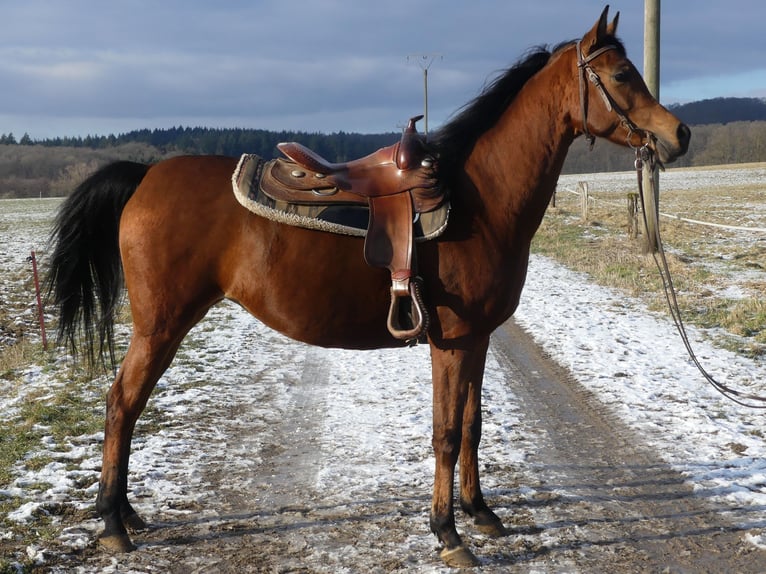 Pura Raza Árabe Yegua 6 años 154 cm Castaño in Herzberg am Harz