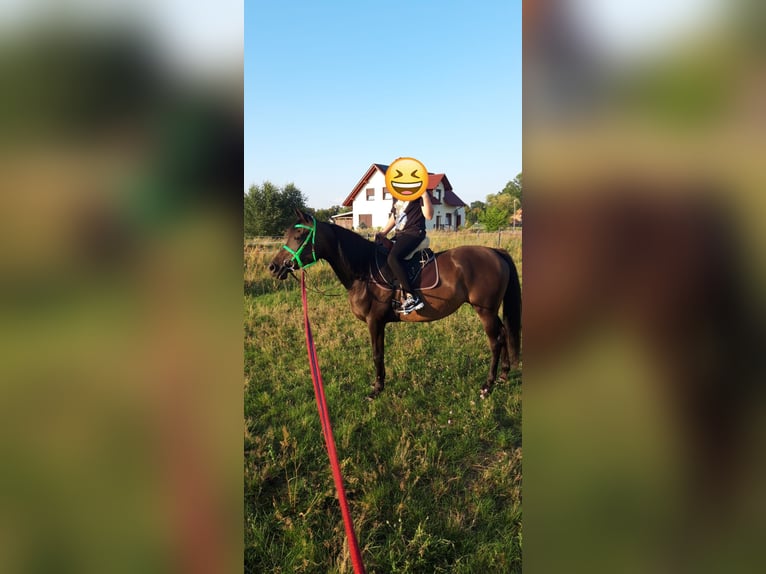 Pura Raza Árabe Yegua 6 años 154 cm Castaño rojizo in Zielona G&#xF3;ra