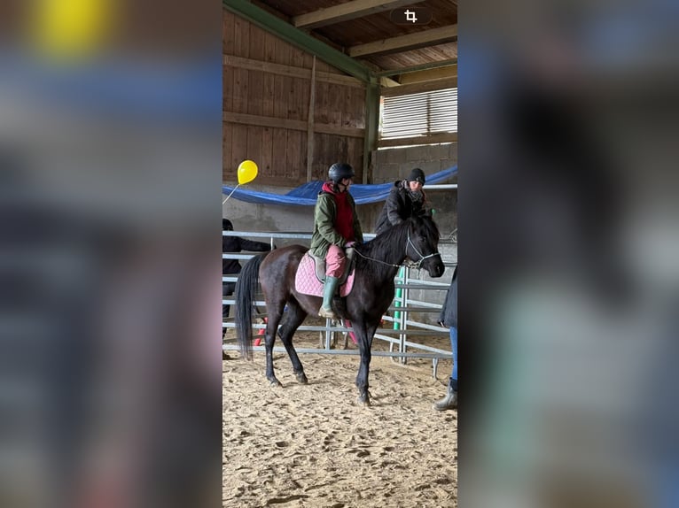 Pura Raza Árabe Yegua 6 años 154 cm Negro in Mengen