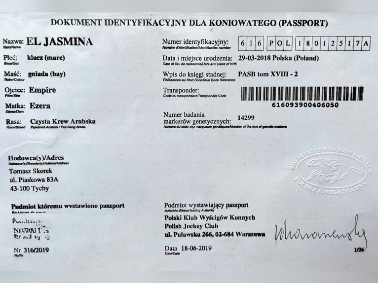 Pura Raza Árabe Yegua 6 años 155 cm Negro in Tychy
