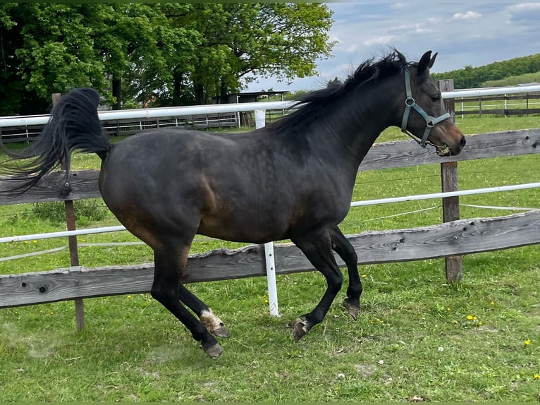 Pura Raza Árabe Yegua 6 años 155 cm Negro in Tychy