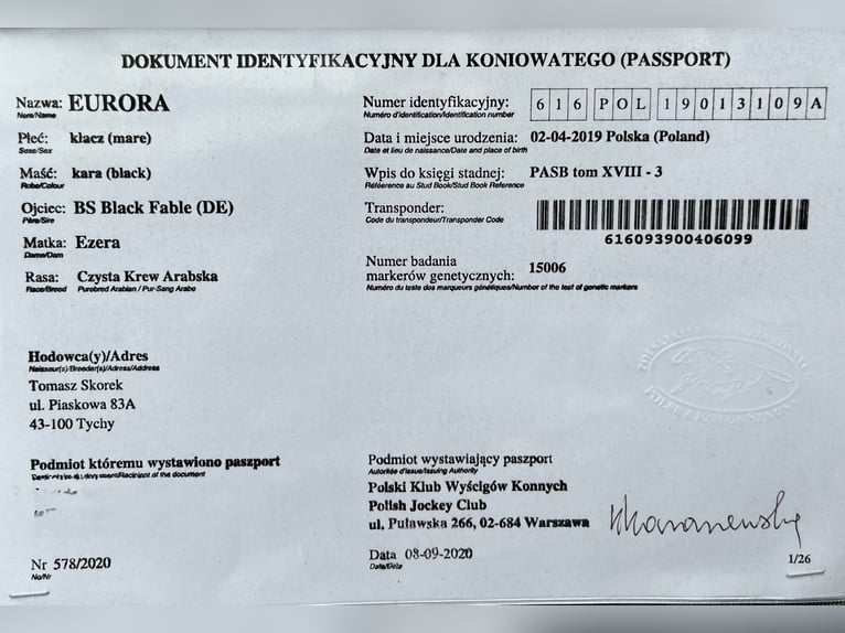 Pura Raza Árabe Yegua 6 años 155 cm Negro in Tychy
