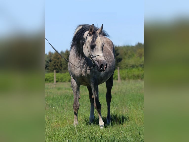Pura Raza Árabe Yegua 6 años 155 cm Tordo in Stryków