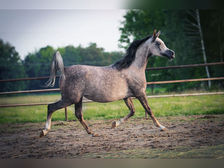 Pura Raza Árabe Yegua 6 años 155 cm Tordo in Stryków