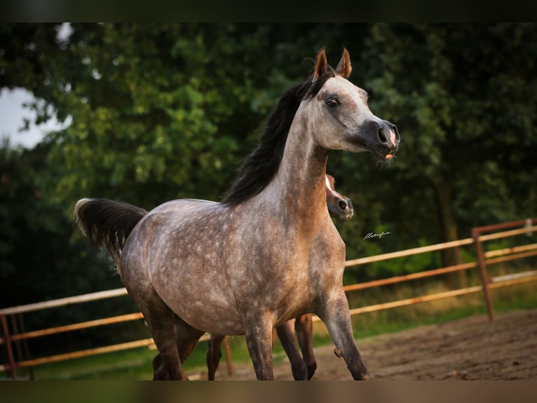 Pura Raza Árabe Yegua 6 años 155 cm Tordo in Stryków