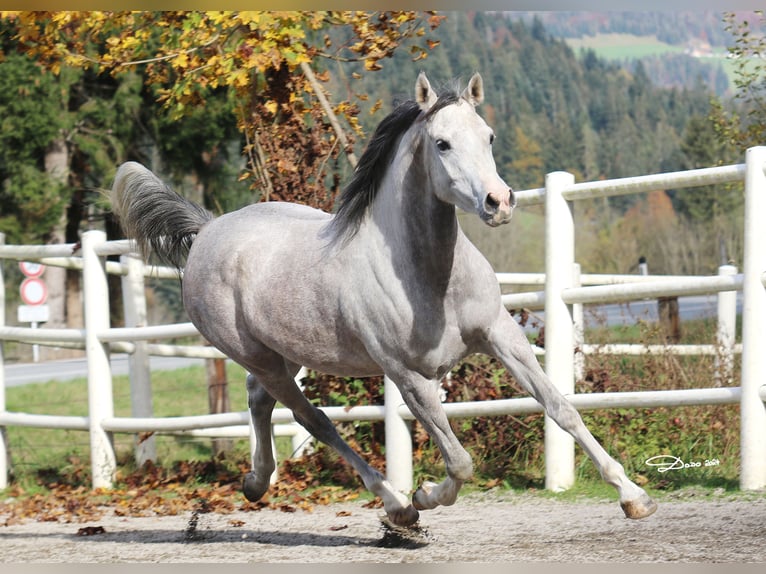 Pura Raza Árabe Yegua 6 años 155 cm Tordo picazo in Söll