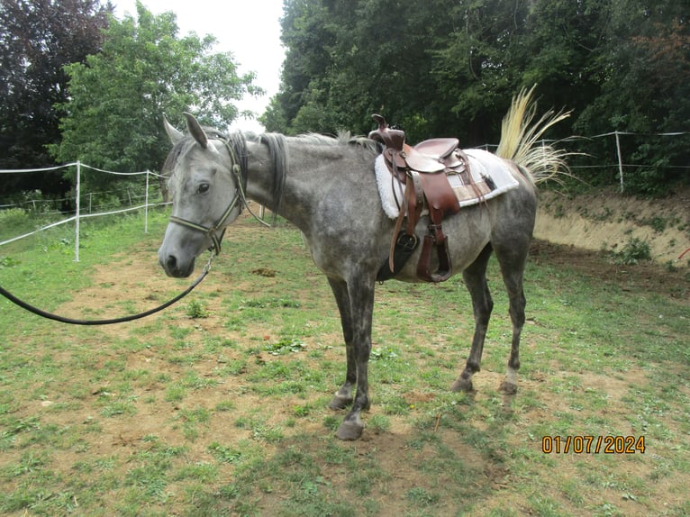 Pura Raza Árabe Yegua 6 años 155 cm Tordo rodado in Klosterneuburg