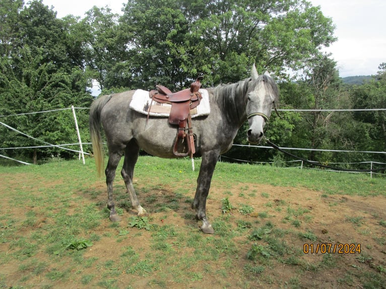 Pura Raza Árabe Yegua 6 años 155 cm Tordo rodado in Klosterneuburg