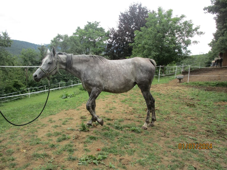 Pura Raza Árabe Yegua 6 años 155 cm Tordo rodado in Klosterneuburg