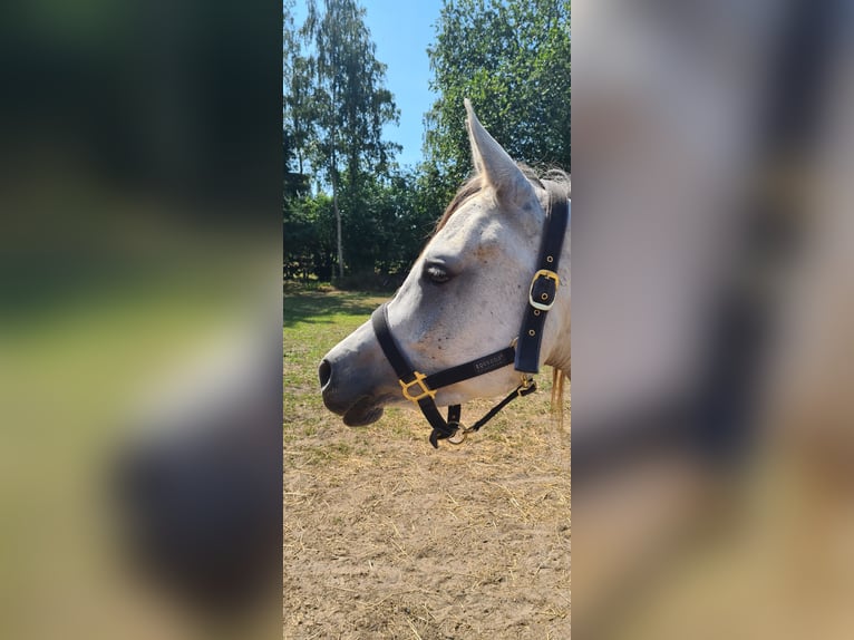 Pura Raza Árabe Yegua 6 años Tordo in Drag&#xF8;r
