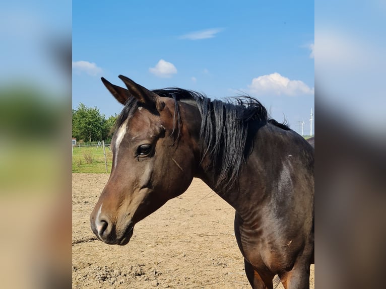 Pura Raza Árabe Yegua 7 años 152 cm Negro in Hochborn