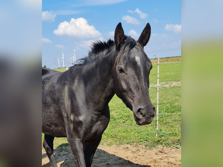 Pura Raza Árabe Yegua 7 años 152 cm Negro in Hochborn