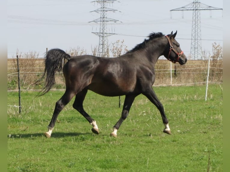 Pura Raza Árabe Yegua 7 años 152 cm Negro in Hochborn