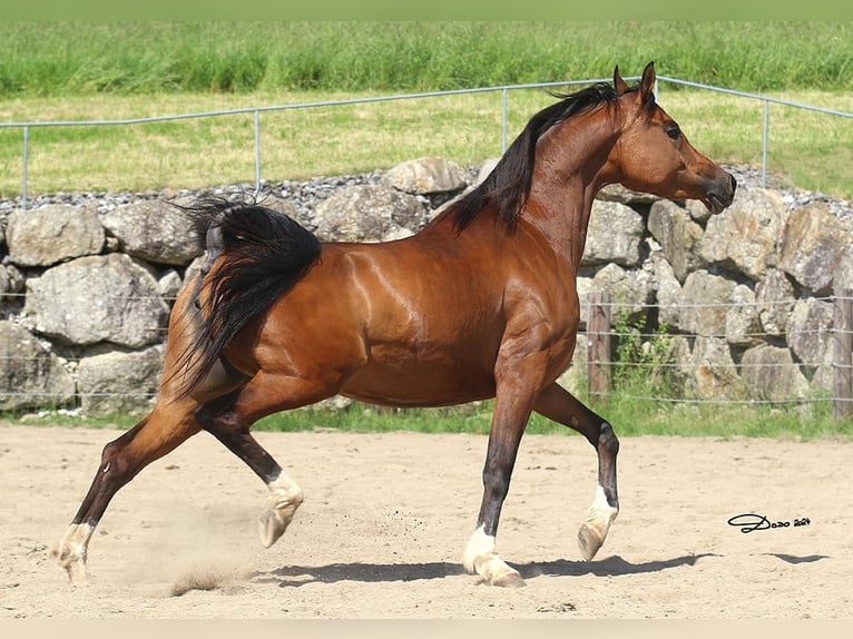 Pura Raza Árabe Yegua 7 años 154 cm Castaño in Wallsee