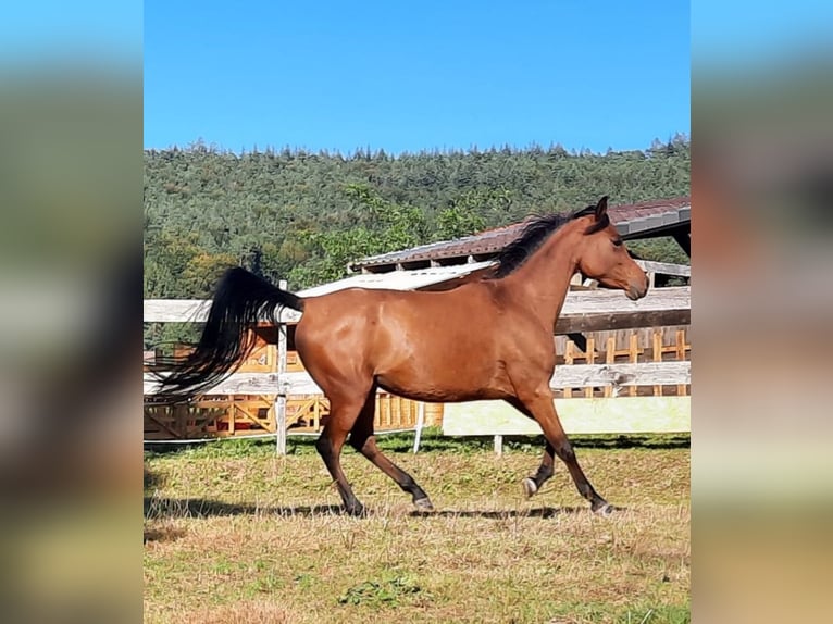 Pura Raza Árabe Yegua 7 años 154 cm Castaño in Wald-Michelbach