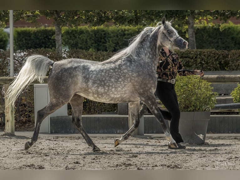 Pura Raza Árabe Yegua 7 años 154 cm Tordo in Goulven