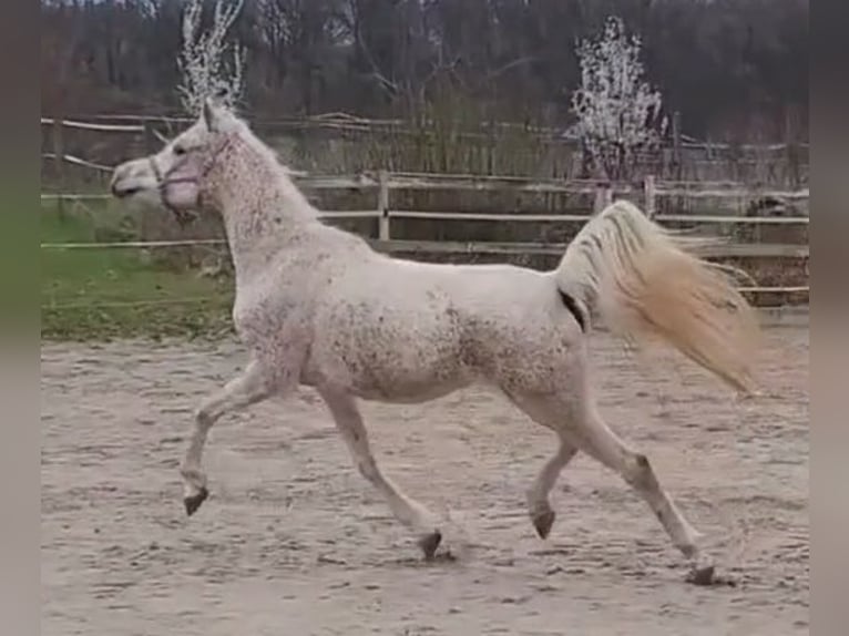 Pura Raza Árabe Yegua 7 años 154 cm Tordo picazo in Remseck am Neckar
