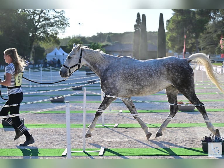 Pura Raza Árabe Yegua 7 años 154 cm Tordo rodado in Elne