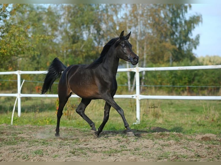 Pura Raza Árabe Yegua 7 años 155 cm Castaño in Lodz