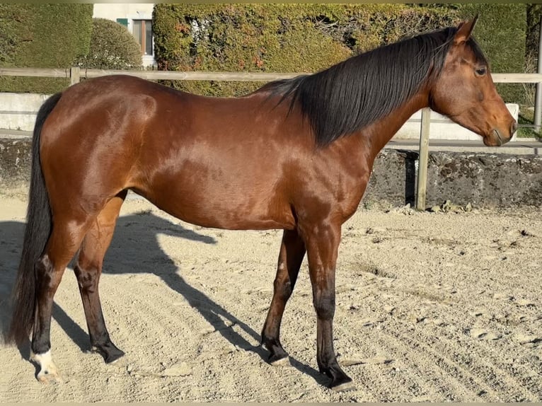 Pura Raza Árabe Yegua 7 años 155 cm Castaño in Penthaz