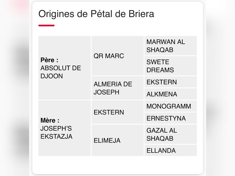 Pura Raza Árabe Yegua 7 años 155 cm Castaño in Allarmont