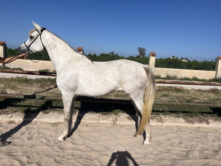 Pura Raza Árabe Yegua 7 años 157 cm Tordo in Guardamar del Segura