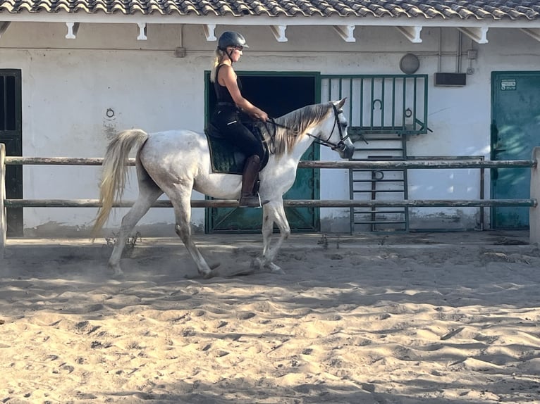 Pura Raza Árabe Yegua 7 años 157 cm Tordo in Guardamar del Segura