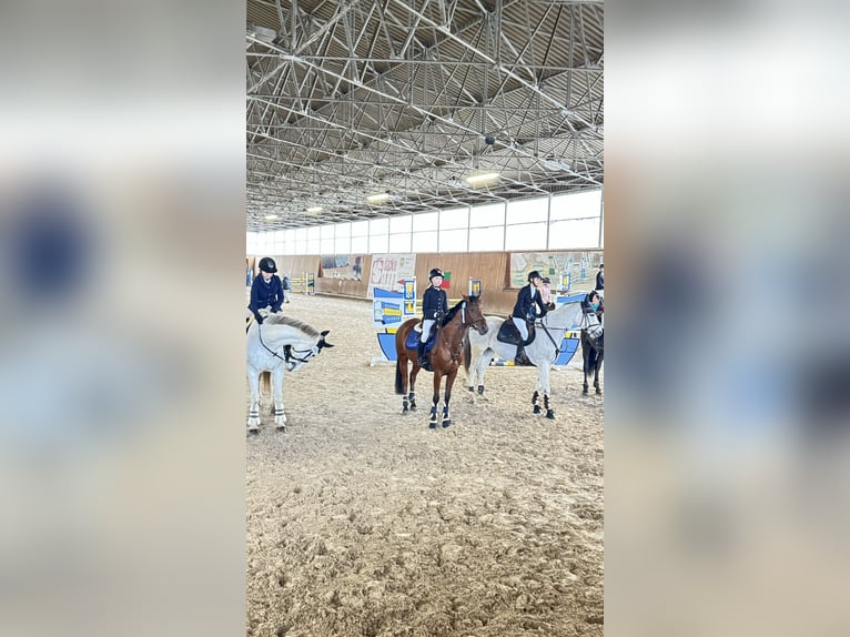 Pura Raza Árabe Yegua 8 años 150 cm Castaño in Tarnowskie Góry