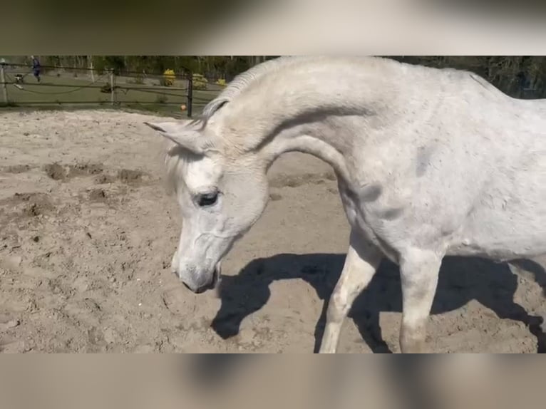 Pura Raza Árabe Yegua 8 años 150 cm Tordo in Rockanje