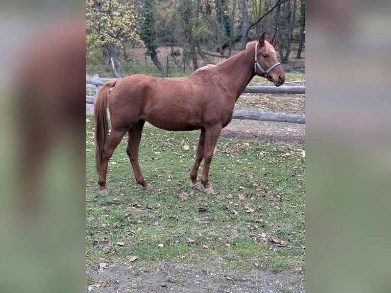 Pura Raza Árabe Yegua 8 años 155 cm Alazán-tostado in Borinka