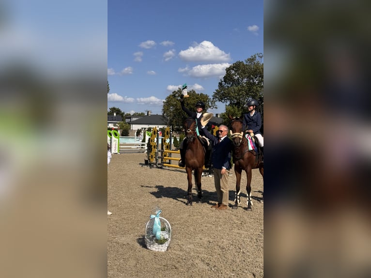Pura Raza Árabe Yegua 8 años 155 cm Castaño in Tarnowskie Góry