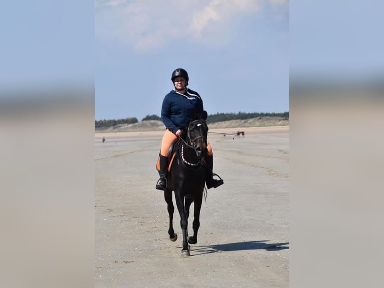 Pura Raza Árabe Yegua 8 años 155 cm Morcillo in Denia