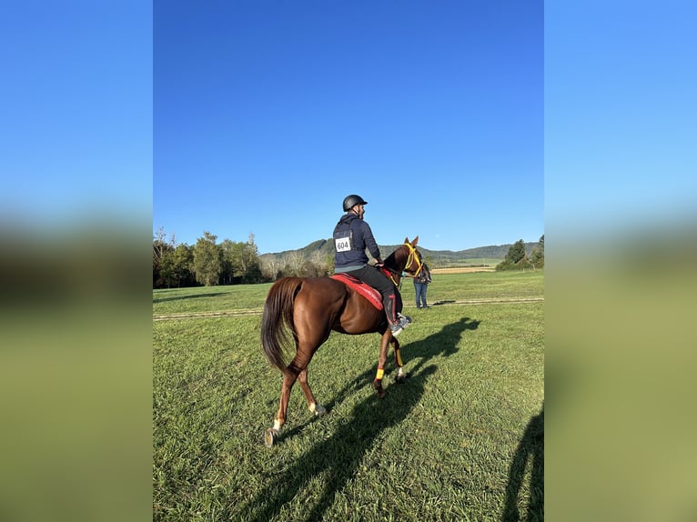 Pura Raza Árabe Yegua 8 años 157 cm Alazán-tostado in Poussignac