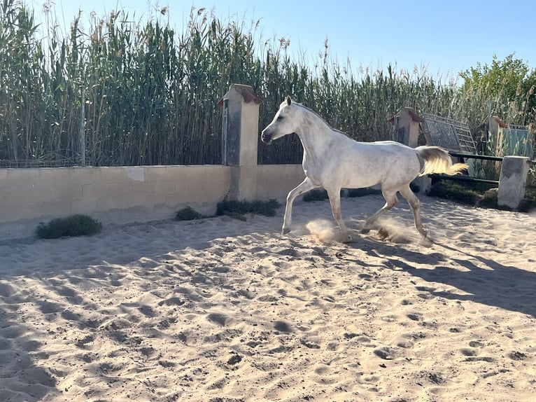 Pura Raza Árabe Yegua 8 años 157 cm Tordo in Guardamar del Segura