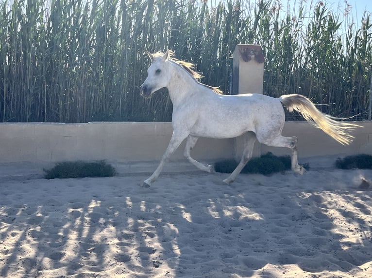 Pura Raza Árabe Yegua 8 años 157 cm Tordo in Guardamar del Segura