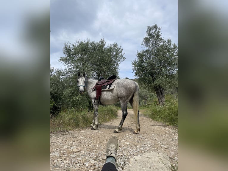 Pura Raza Árabe Yegua 9 años 144 cm Tordo rodado in Pamfila