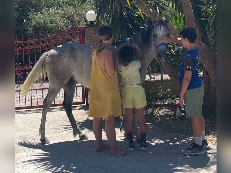 Pura Raza Árabe Yegua 9 años 144 cm Tordo rodado in Pamfila