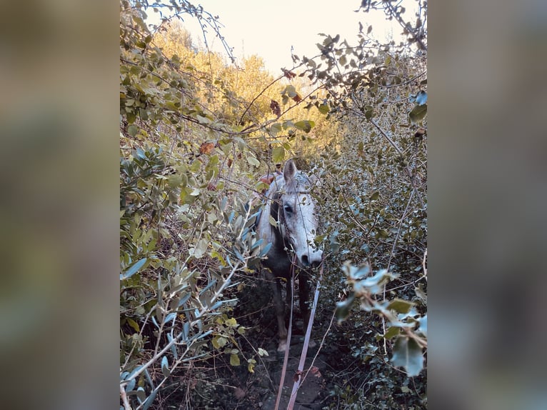 Pura Raza Árabe Yegua 9 años 144 cm Tordo rodado in Pamfila