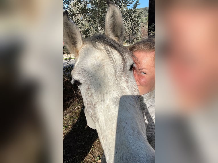 Pura Raza Árabe Yegua 9 años 144 cm Tordo rodado in Pamfila