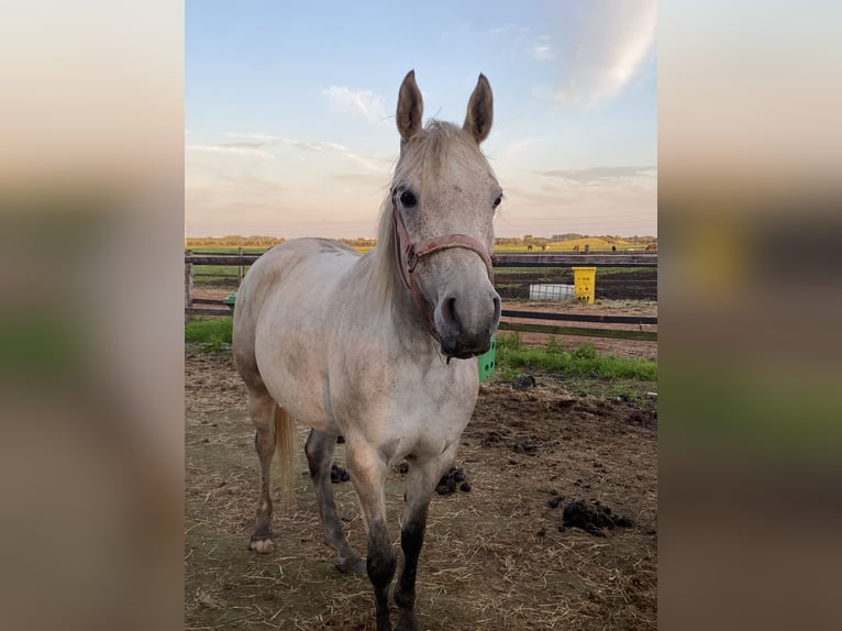 Pura Raza Árabe Yegua 9 años 145 cm Tordo picazo in Hardinxveld-Giessendam